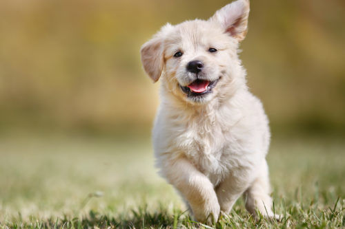 12 Of The Most Active Dog Breeds (copy)